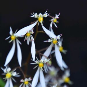 ナチュラルガーデン,山野草,山からの贈り物の画像