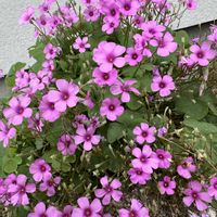 サツキ,イモカタバミ,キュンキュン乙女倶楽部,庭の画像
