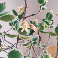 熊童子,多肉植物,観葉植物,インドアグリーン,みどりのある暮らしの画像