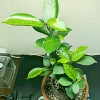ガジュマル,発根,葉,玄関内側の画像