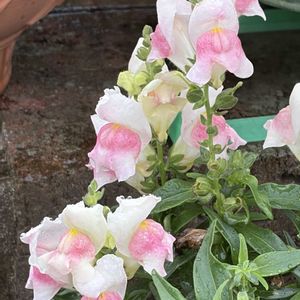 ガーデニング,花のある暮らし,ナチュラルスタイル,おうち園芸,玄関アプローチの画像