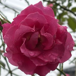 ローズうららＴＭ（旧名うらら）,ガーデニング,花のある暮らし,ナチュラルスタイル,薔薇のある暮らし♡の画像