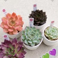 セダム,ベランダの画像