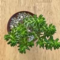 セダム,グリーンペット,多肉植物,フローラ黒田園芸,ベランダの画像