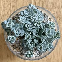 セダム,多肉植物,ベランダの画像