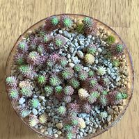 セダム,斑入りパリダム,アッシュオブローゼス,多肉植物,ビバホームの画像