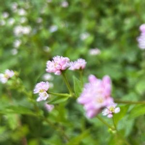ミゾソバ,牛の額,ミゾソバ(溝蕎麦),コンペイトウグサ(金平糖草),蛙草の画像