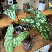 サトイモ科,セルセスティス ミラビリス,観葉植物,ハイドロカルチャー,ハイドロボールの画像