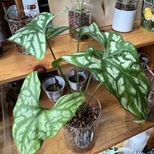 サトイモ科,セルセスティス ミラビリス,観葉植物,ハイドロカルチャー,ハイドロボールの画像