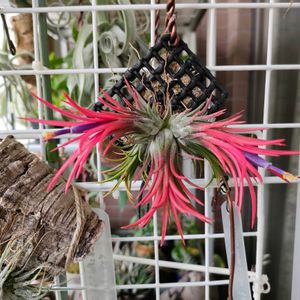 チランジア　イオナンタ,Tillandsia ionantha,百均　イオナンタ,エアプランツ,ベランダーの画像