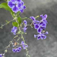 デュランタ 宝塚,秋の花,玄関アプローチ,庭の画像