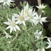フランネルフラワー,フランネルフラワー,花のある暮らし,玄関アプローチの画像