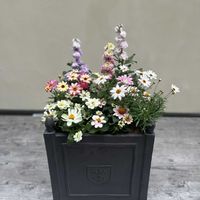マーガレット,マーガレットピンク,ジニアプロフュージョン,ストックベイビー,寄せ植えの画像