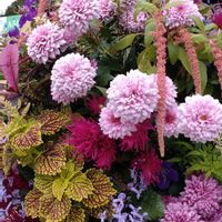 寄せ植え,ガーデニング,日比谷公園,壁掛け,ハンギングの画像