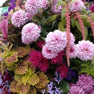 寄せ植え,ガーデニング,日比谷公園,壁掛け,ハンギングの画像