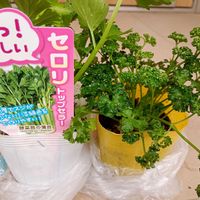 三つ葉,三つ葉,三つ葉,パセリ,パセリの画像
