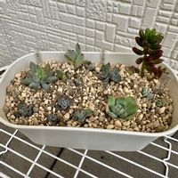 葉挿しっ子達,多肉植物,植え替え,葉挿し,多肉棚の画像