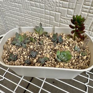 葉挿しっ子達,多肉植物,植え替え,葉挿し,多肉棚の画像