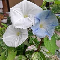 カルーナ,カルーナ,多肉植物の寄せ植え,ハイビスカス ロバツス,西洋朝顔 フライングソーサーの画像