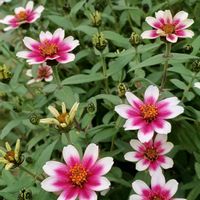 カリブラコア,ジニア,ペチュニア ベルチャーム,花のある暮らし,植物のある暮らしの画像