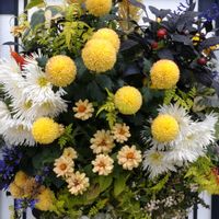 寄せ植え,ガーデニング,日比谷公園,壁掛け,ハンギングの画像