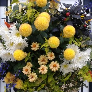 寄せ植え,ガーデニング,日比谷公園,壁掛け,ハンギングの画像