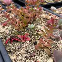 火祭り,多肉植物,クラッスラ,モルタル鉢の画像