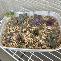 葉挿しっ子達,多肉植物,植え替え,葉挿し,多肉棚の画像