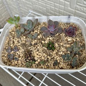葉挿しっ子達,多肉植物,植え替え,葉挿し,多肉棚の画像