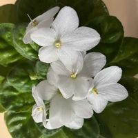 セントポーリアの画像