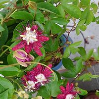 トケイソウ,ビオラ,ハイビスカス　エリス,庭の花,花のある暮らしの画像