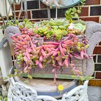 ツワブキ,ツワブキの花,斑入りツワブキ,多肉植物,多肉寄せ植えの画像