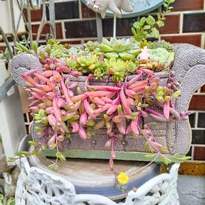 ツワブキ,ツワブキの花,斑入りツワブキ,多肉植物,多肉寄せ植えの画像