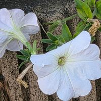 ペチュニアの画像