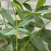 パキラ,実生 パキラ,観葉植物,窓辺,リビング・ダイニングの画像