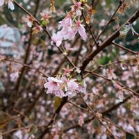 サクラ,お出かけ先の画像