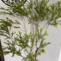 ビオラ,ティーツリー,植え替え,GS日和,小さな庭の画像