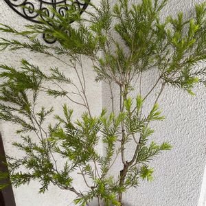 ビオラ,ティーツリー,植え替え,GS日和,小さな庭の画像