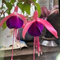フクシアの画像