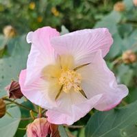 フヨウの画像