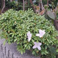ツツジ,狂い咲き⁉,病院へ行く途中の画像