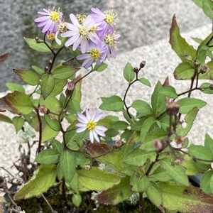 野菊,盆栽,山野草,在来種,昭和記念公園 盆栽苑の画像
