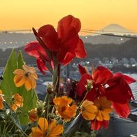 カンナ,プルメリア,キバナ•コスモス,被災地にエールを…。,24日は夕焼けの日の画像