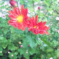 ガウラ,小菊,小菊,庭先,スマホ撮影の画像