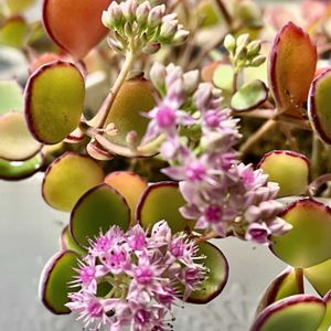 ミセバヤ,我が家のお花,フェンスの画像