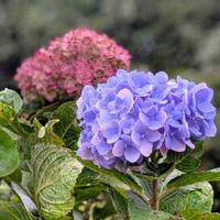 アジサイ,ノコンギク,紫陽花,野紺菊,カラスノゴマの画像