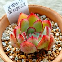 メキシコポルデンシス,多肉植物,ベランダの画像