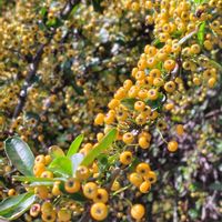 ピラカンサ,タチバナモドキ,散歩コース,GSに感謝。,植物観察の画像