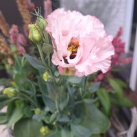 トルコキキョウの画像