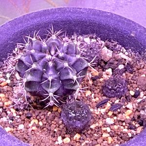 ギムノカリキウム,実生,ギムノカリキウム属,岐阜県,多肉男子の画像